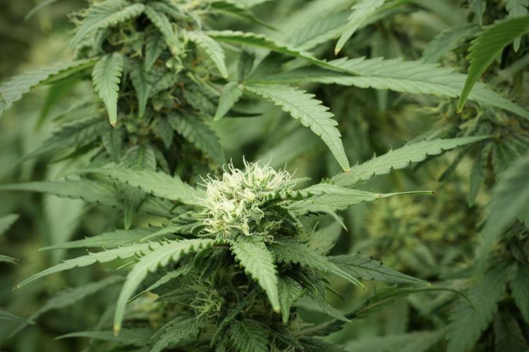 Amnesia Skunk The Zamnesia Way. Week 11 - Amnesia Skunk 12-12 from seed 