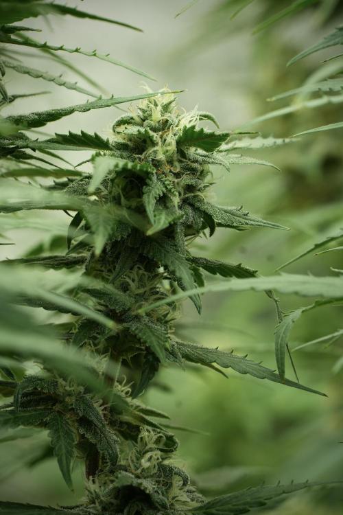 Amnesia Skunk The Zamnesia Way. Week 11 - Amnesia Skunk 12-12 from seed 