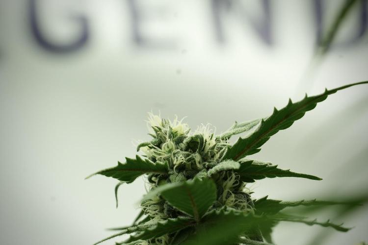 Amnesia Skunk The Zamnesia Way. Week 11 - Amnesia Skunk 12-12 from seed 