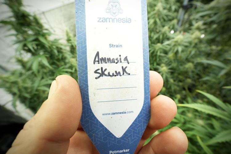 Amnesia Skunk The Zamnesia Way. Week 11 - Amnesia Skunk 12-12 from seed 
