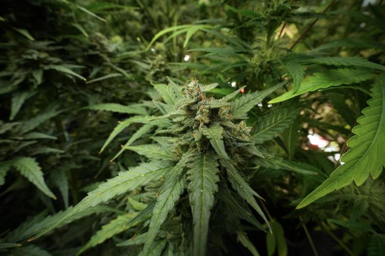 Amnesia Skunk The Zamnesia Way. Week 11 - Amnesia Skunk 12-12 from seed 