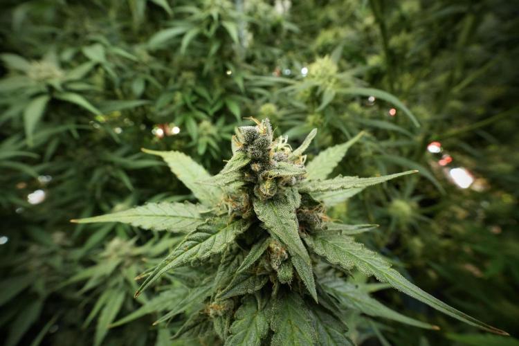Amnesia Skunk The Zamnesia Way. Week 11 - Amnesia Skunk 12-12 from seed 