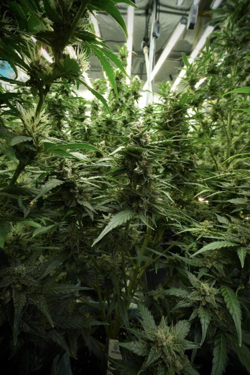Amnesia Skunk The Zamnesia Way. Week 11 - Amnesia Skunk 12-12 from seed 