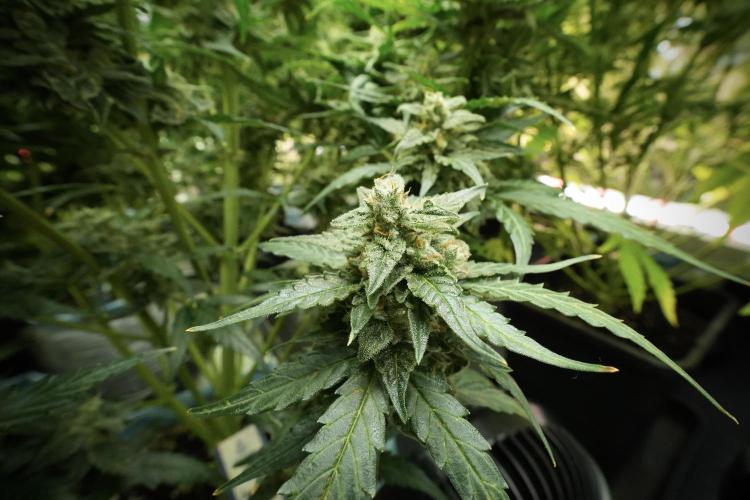 Amnesia Skunk The Zamnesia Way. Week 11 - Amnesia Skunk 12-12 from seed 