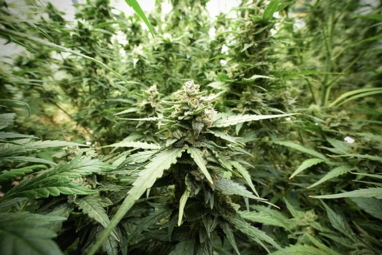 Amnesia Skunk The Zamnesia Way. Week 11 - Amnesia Skunk 12-12 from seed 