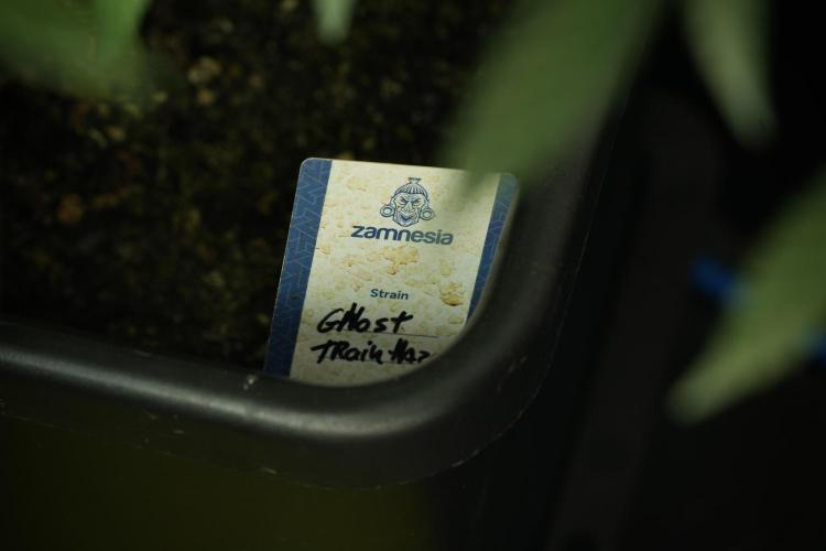 Catching The Ghost Train Haze @ Zamnesia. Week 11 - Ghost Train Haze no Veg 12-12 from seed