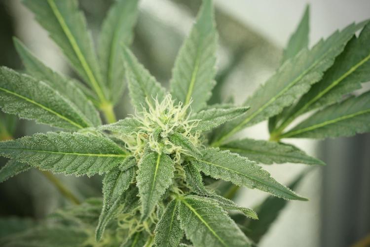 Catching The Ghost Train Haze @ Zamnesia. Week 11 - Ghost Train Haze no Veg 12-12 from seed