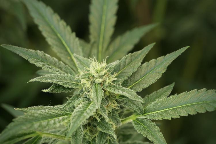 Catching The Ghost Train Haze @ Zamnesia. Week 11 - Ghost Train Haze no Veg 12-12 from seed
