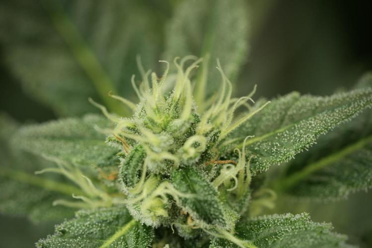 Catching The Ghost Train Haze @ Zamnesia. Week 11 - Ghost Train Haze no Veg 12-12 from seed