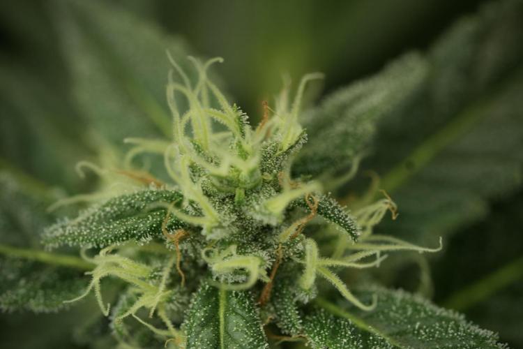 Catching The Ghost Train Haze @ Zamnesia. Week 11 - Ghost Train Haze no Veg 12-12 from seed