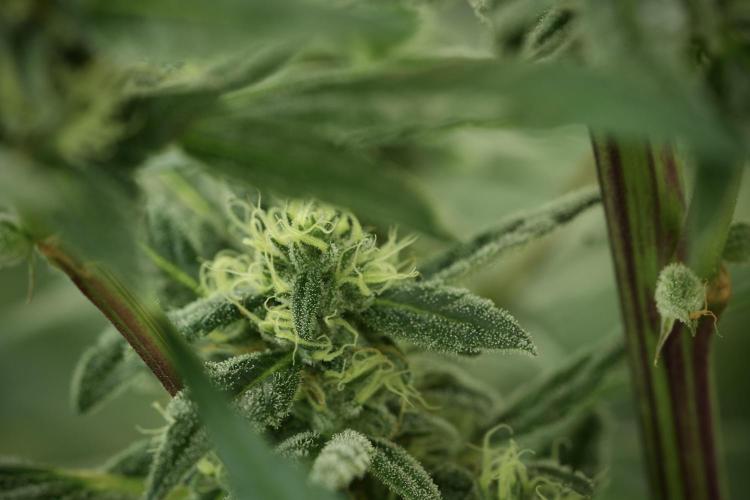 Catching The Ghost Train Haze @ Zamnesia. Week 11 - Ghost Train Haze no Veg 12-12 from seed