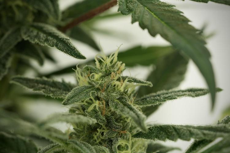 Catching The Ghost Train Haze @ Zamnesia. Week 11 - Ghost Train Haze no Veg 12-12 from seed