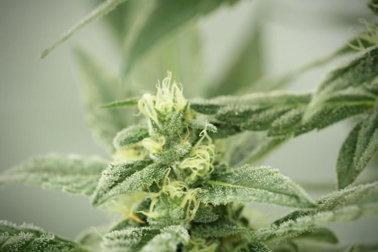 Catching The Ghost Train Haze @ Zamnesia. Week 11 - Ghost Train Haze no Veg 12-12 from seed