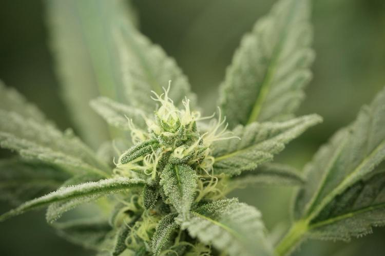 Catching The Ghost Train Haze @ Zamnesia. Week 11 - Ghost Train Haze no Veg 12-12 from seed