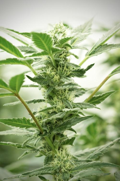 Catching The Ghost Train Haze @ Zamnesia. Week 11 - Ghost Train Haze no Veg 12-12 from seed
