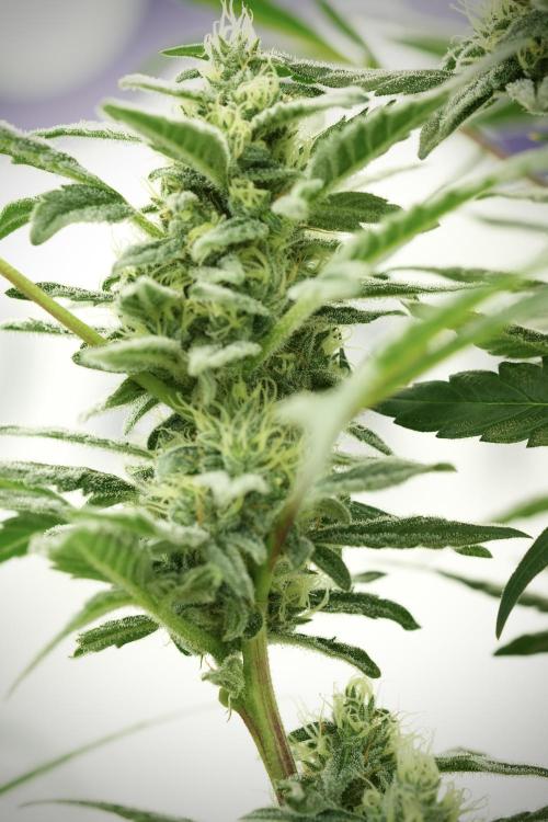 Catching The Ghost Train Haze @ Zamnesia. Week 11 - Ghost Train Haze no Veg 12-12 from seed