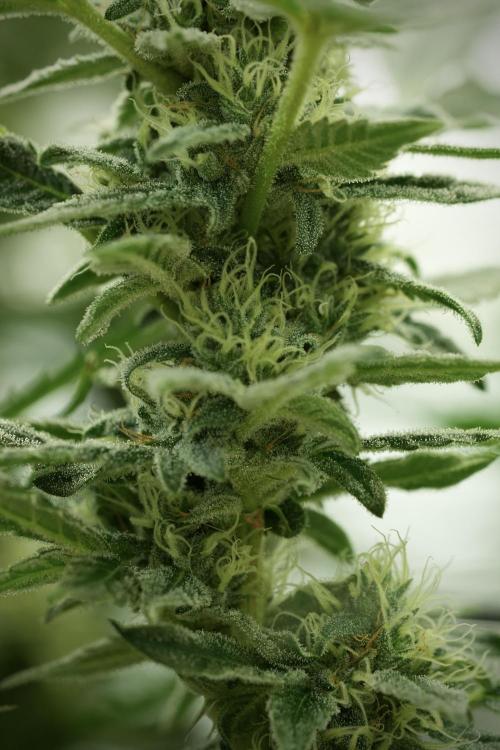 Catching The Ghost Train Haze @ Zamnesia. Week 11 - Ghost Train Haze no Veg 12-12 from seed