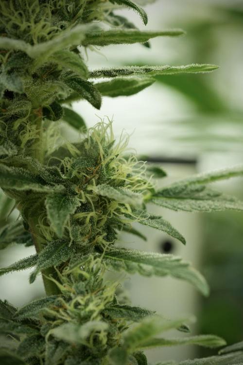 Catching The Ghost Train Haze @ Zamnesia. Week 11 - Ghost Train Haze no Veg 12-12 from seed