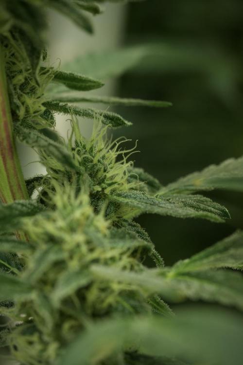 Catching The Ghost Train Haze @ Zamnesia. Week 11 - Ghost Train Haze no Veg 12-12 from seed