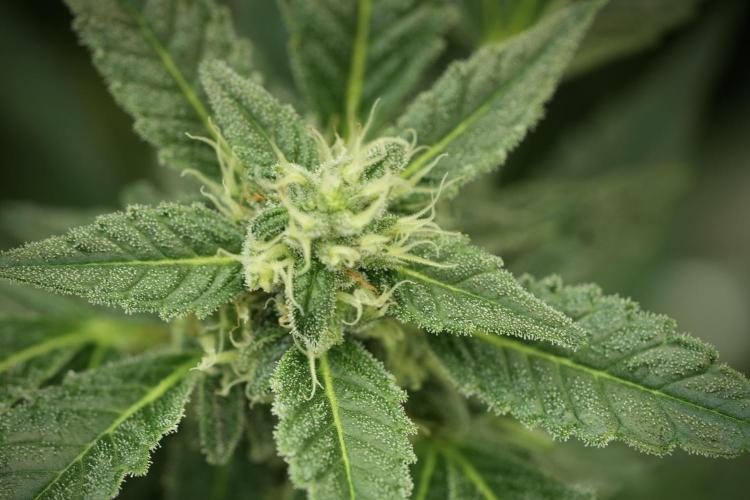 Catching The Ghost Train Haze @ Zamnesia. Week 11 - Ghost Train Haze no Veg 12-12 from seed