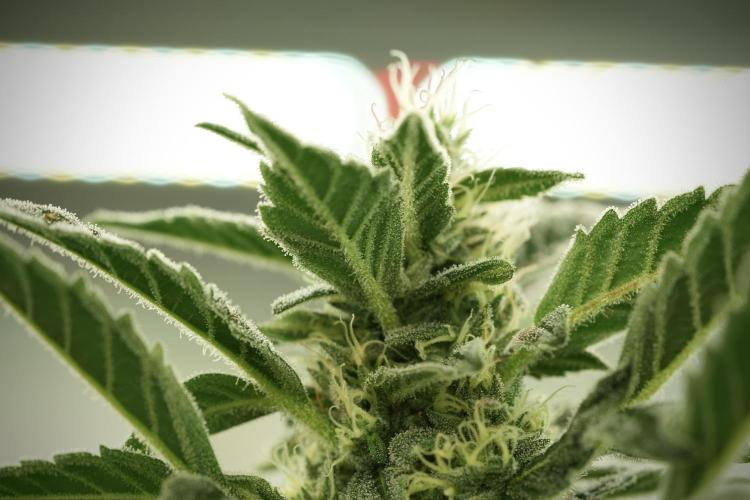 Catching The Ghost Train Haze @ Zamnesia. Week 11 - Ghost Train Haze no Veg 12-12 from seed