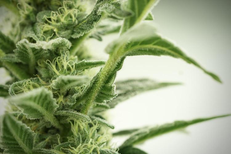 Catching The Ghost Train Haze @ Zamnesia. Week 11 - Ghost Train Haze no Veg 12-12 from seed