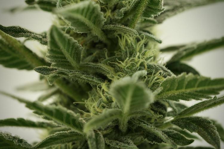 Catching The Ghost Train Haze @ Zamnesia. Week 11 - Ghost Train Haze no Veg 12-12 from seed