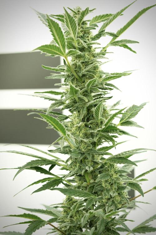 Catching The Ghost Train Haze @ Zamnesia. Week 11 - Ghost Train Haze no Veg 12-12 from seed