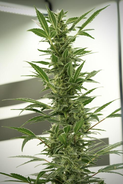 Catching The Ghost Train Haze @ Zamnesia. Week 11 - Ghost Train Haze no Veg 12-12 from seed