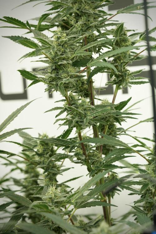 Catching The Ghost Train Haze @ Zamnesia. Week 11 - Ghost Train Haze no Veg 12-12 from seed