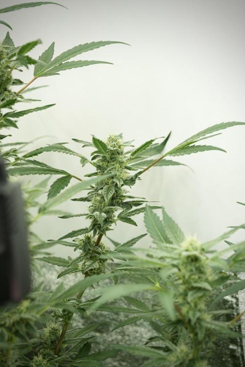 Catching The Ghost Train Haze @ Zamnesia. Week 11 - Ghost Train Haze no Veg 12-12 from seed