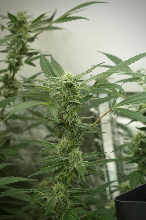 Catching The Ghost Train Haze @ Zamnesia. Week 11 - Ghost Train Haze no Veg 12-12 from seed