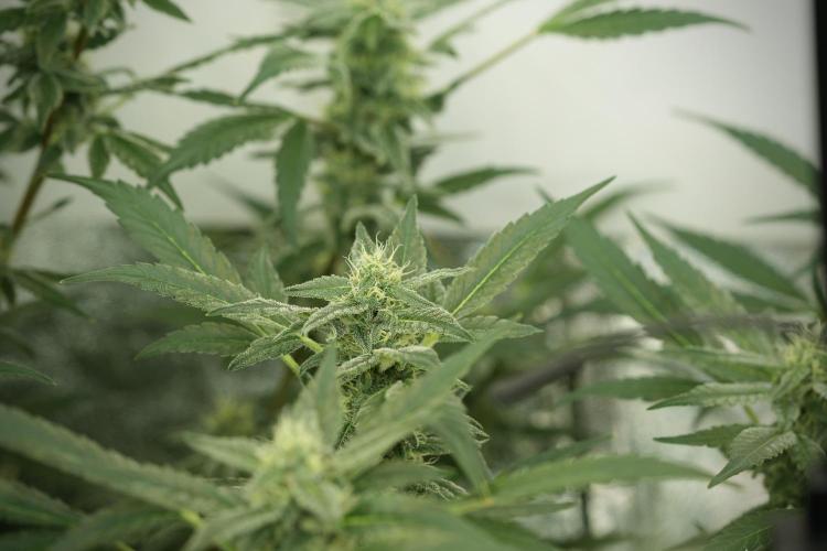 Catching The Ghost Train Haze @ Zamnesia. Week 11 - Ghost Train Haze no Veg 12-12 from seed