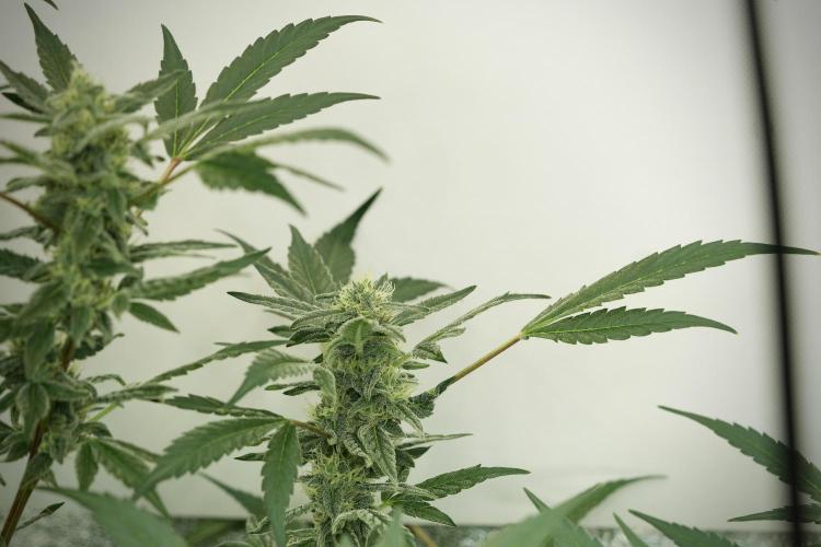 Catching The Ghost Train Haze @ Zamnesia. Week 11 - Ghost Train Haze no Veg 12-12 from seed