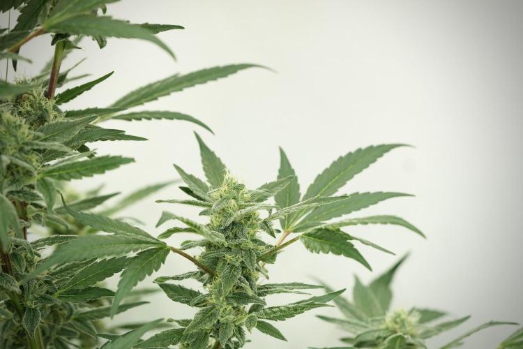 Catching The Ghost Train Haze @ Zamnesia. Week 11 - Ghost Train Haze no Veg 12-12 from seed