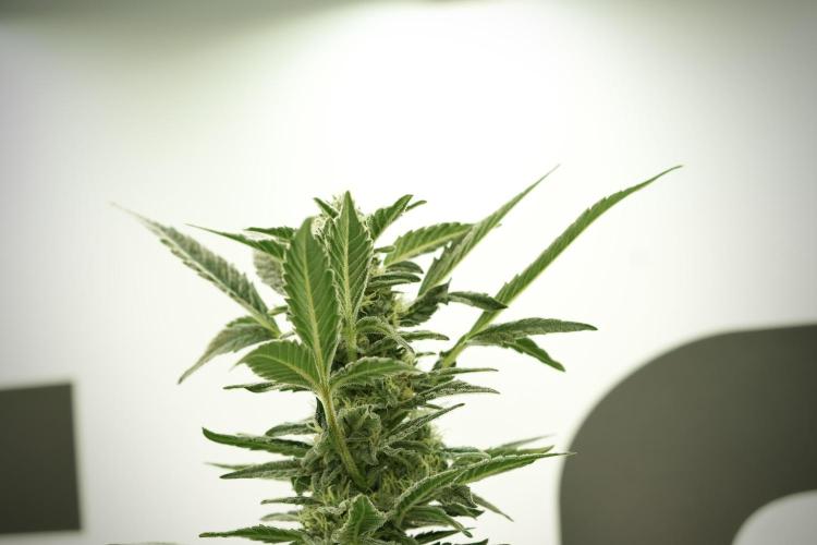 Catching The Ghost Train Haze @ Zamnesia. Week 11 - Ghost Train Haze no Veg 12-12 from seed