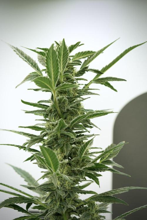 Catching The Ghost Train Haze @ Zamnesia. Week 11 - Ghost Train Haze no Veg 12-12 from seed