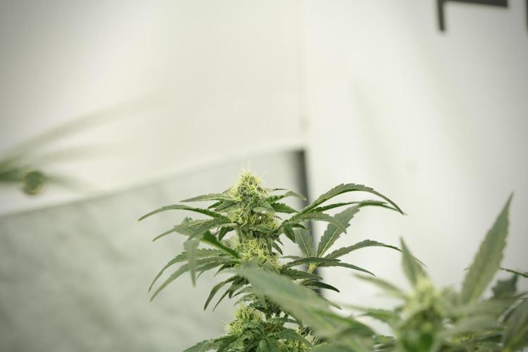 Catching The Ghost Train Haze @ Zamnesia. Week 11 - Ghost Train Haze no Veg 12-12 from seed