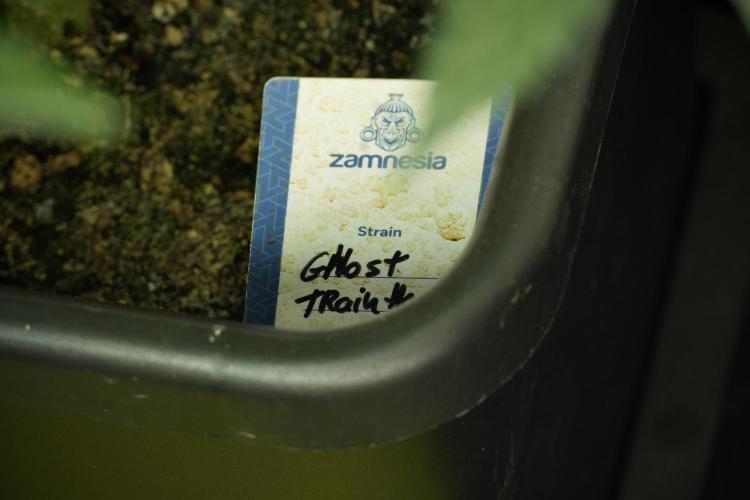 Catching The Ghost Train Haze @ Zamnesia. Week 11 - Ghost Train Haze no Veg 12-12 from seed