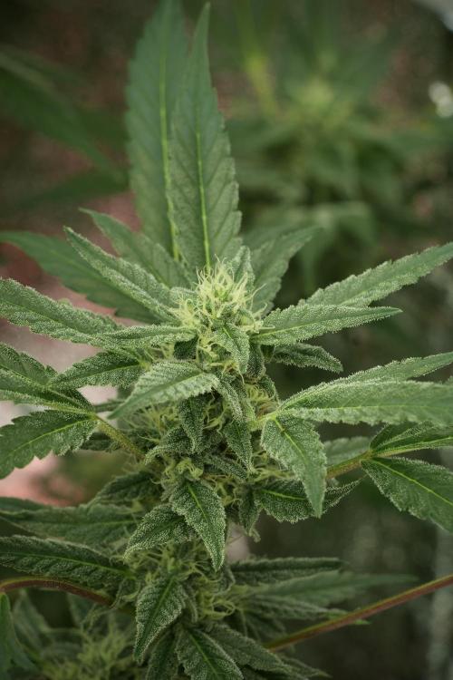 Catching The Ghost Train Haze @ Zamnesia. Week 11 - Ghost Train Haze no Veg 12-12 from seed