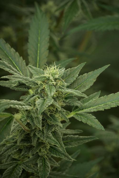 Catching The Ghost Train Haze @ Zamnesia. Week 11 - Ghost Train Haze no Veg 12-12 from seed