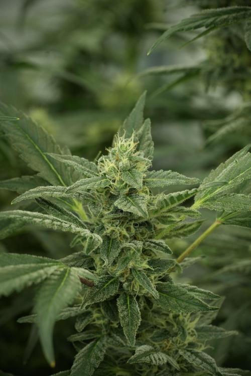 Catching The Ghost Train Haze @ Zamnesia. Week 11 - Ghost Train Haze no Veg 12-12 from seed