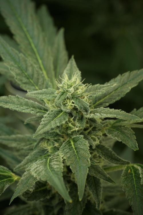 Catching The Ghost Train Haze @ Zamnesia. Week 11 - Ghost Train Haze no Veg 12-12 from seed