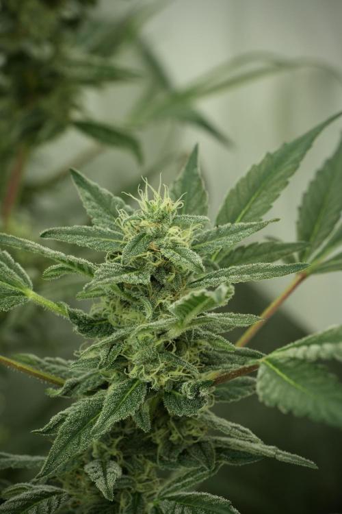 Catching The Ghost Train Haze @ Zamnesia. Week 11 - Ghost Train Haze no Veg 12-12 from seed