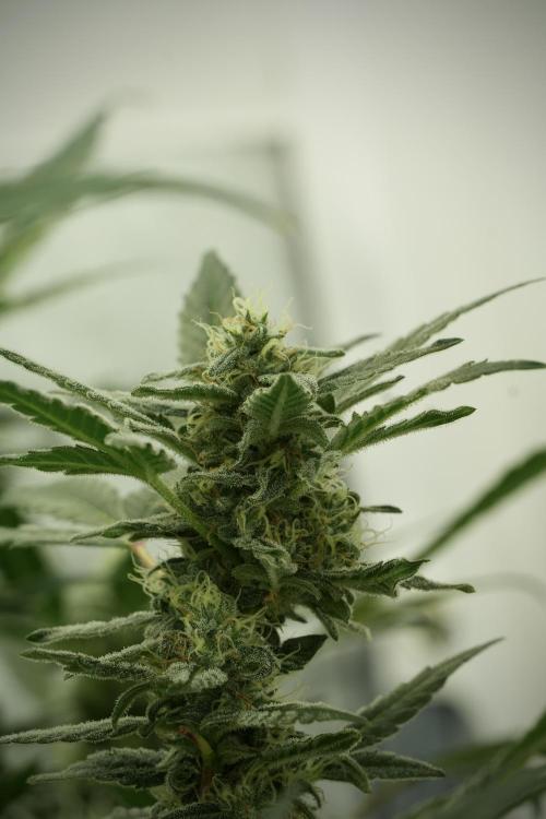 Catching The Ghost Train Haze @ Zamnesia. Week 11 - Ghost Train Haze no Veg 12-12 from seed