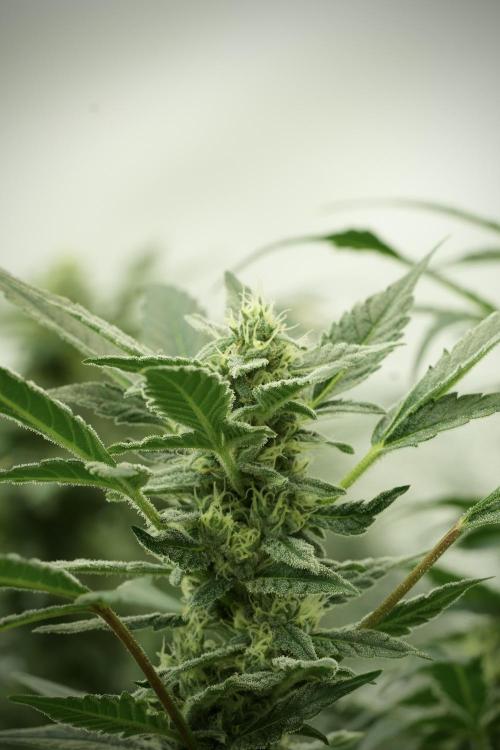 Catching The Ghost Train Haze @ Zamnesia. Week 11 - Ghost Train Haze no Veg 12-12 from seed