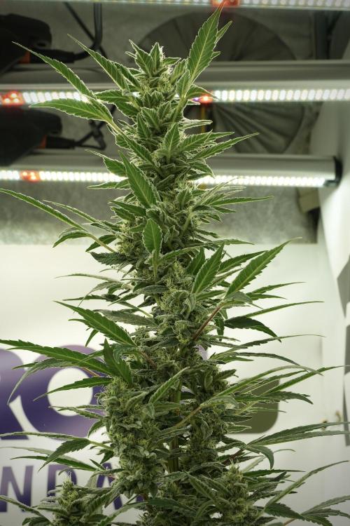 Catching The Ghost Train Haze @ Zamnesia. Week 11 - Ghost Train Haze no Veg 12-12 from seed