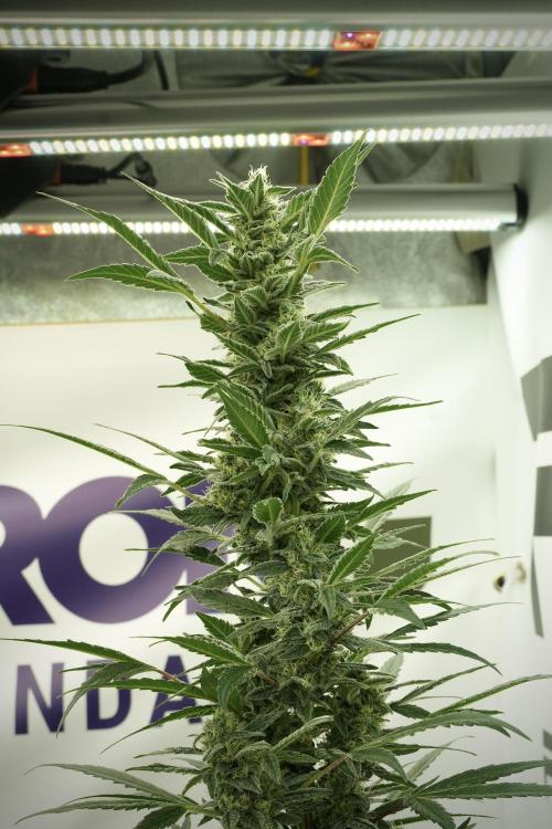 Catching The Ghost Train Haze @ Zamnesia. Week 11 - Ghost Train Haze no Veg 12-12 from seed