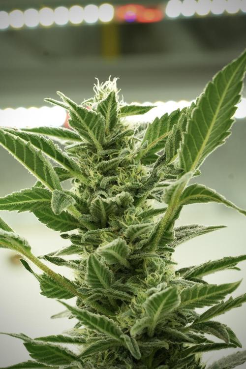 Catching The Ghost Train Haze @ Zamnesia. Week 11 - Ghost Train Haze no Veg 12-12 from seed