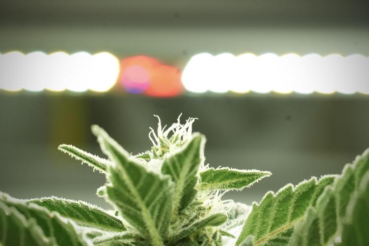 Catching The Ghost Train Haze @ Zamnesia. Week 11 - Ghost Train Haze no Veg 12-12 from seed